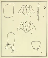 An illustration from Bulletin - United States National Museum (1877)