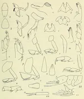 An illustration from Bulletin - United States National Museum (1877)