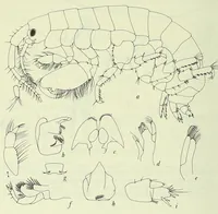 An illustration from Bulletin - United States National Museum (1877)