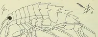 An illustration from Bulletin - United States National Museum (1877)