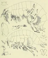 An illustration from Bulletin - United States National Museum (1877)