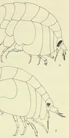 An illustration from Bulletin - United States National Museum (1877)