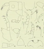 An illustration from Bulletin - United States National Museum (1877)