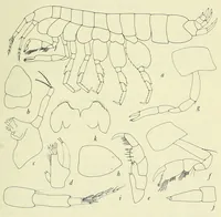 An illustration from Bulletin - United States National Museum (1877)