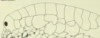 Picture 14 of 14 from Bulletin - United States National Museum (1877), leaf 480