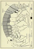 An illustration from Bulletin - United States National Museum (1877)
