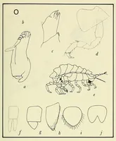 Picture 2 of 14 from Bulletin - United States National Museum (1877), leaf 75