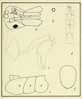 An illustration from Bulletin - United States National Museum (1877)