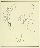 An illustration from Bulletin - United States National Museum (1877)