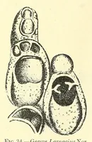 Picture 3 of 18 from Bulletin - United States National Museum (1877), leaf 166