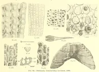 An illustration from Bulletin - United States National Museum (1877)