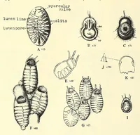 An illustration from Bulletin - United States National Museum (1877)