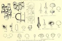 An illustration from Bulletin - United States National Museum (1877)