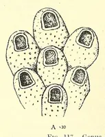 Picture 8 of 18 from Bulletin - United States National Museum (1877), leaf 420