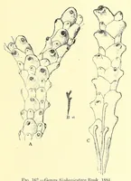 Picture 11 of 18 from Bulletin - United States National Museum (1877), leaf 575