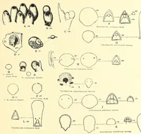 An illustration from Bulletin - United States National Museum (1877)