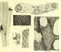 An illustration from Bulletin - United States National Museum (1877)