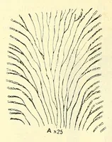 Picture 14 of 18 from Bulletin - United States National Museum (1877), leaf 672