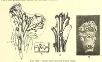An illustration from Bulletin - United States National Museum (1877)
