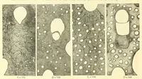 Picture 1 of 18 from Bulletin - United States National Museum (1877), leaf 76