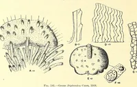 An illustration from Bulletin - United States National Museum (1877)