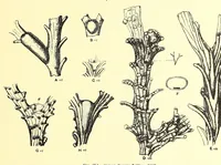 An illustration from Bulletin - United States National Museum (1877)