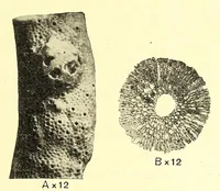 Picture 18 of 18 from Bulletin - United States National Museum (1877), leaf 851