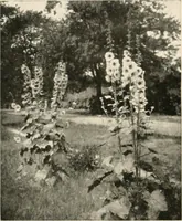 An illustration from Bungalows; their design, construction and furnishing, with suggestions also for camps, summer homes and cottages of similar character (1911)