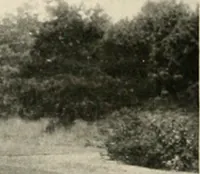 An illustration from Bungalows; their design, construction and furnishing, with suggestions also for camps, summer homes and cottages of similar character (1911)