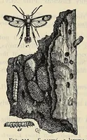 An illustration from The butterfly book; a popular guide to a knowledge of the butterflies of North America (1914)