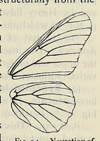 An illustration from The butterfly book; a popular guide to a knowledge of the butterflies of North America (1914)