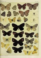 An illustration from The butterfly book; a popular guide to a knowledge of the butterflies of North America (1914)