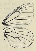 An illustration from The butterfly book; a popular guide to a knowledge of the butterflies of North America (1914)