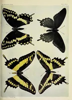 An illustration from The butterfly book; a popular guide to a knowledge of the butterflies of North America (1914)