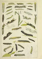 An illustration from The butterfly book; a popular guide to a knowledge of the butterflies of North America (1914)