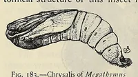 An illustration from The butterfly book; a popular guide to a knowledge of the butterflies of North America (1914)
