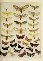 An illustration from The butterfly book; a popular guide to a knowledge of the butterflies of North America (1914)