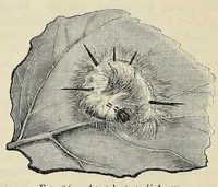 An illustration from The butterfly book; a popular guide to a knowledge of the butterflies of North America (1914)