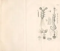 An illustration from Bybel der natuure (1737)