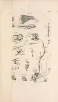 An illustration from Bybel der natuure (1737)