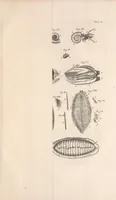 An illustration from Bybel der natuure (1737)