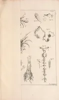 An illustration from Bybel der natuure (1737)