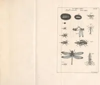 An illustration from Bybel der natuure (1737)