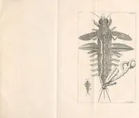 An illustration from Bybel der natuure (1737)