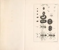 An illustration from Bybel der natuure (1737)