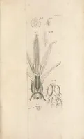 An illustration from Bybel der natuure (1737)