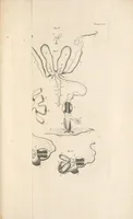 Picture 2 of 6 from Bybel der natuure (1737), leaf 727