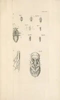 An illustration from Bybel der natuure (1737)