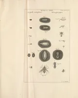 Picture 4 of 6 from Bybel der natuure (1737), leaf 801