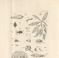 An illustration from Bybel der natuure (1737)